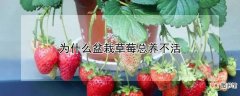 【草莓】盆栽草莓总养不活的原因