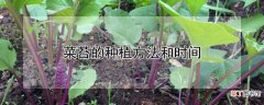 【种植】菜苔怎么种植
