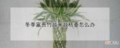 【富贵竹】冬季富贵竹越来越枯萎如何处理