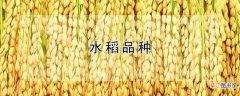 【品种】水稻有哪些品种