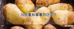 【马铃薯】马铃薯和番薯有哪些不同
