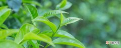 【茶】幼油茶树怎么修剪
