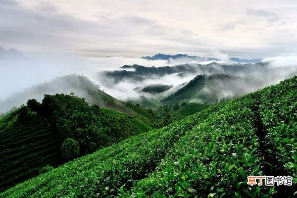 【茶】种植茶树的要求