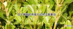 【黄杨】瓜子黄杨如何养殖方法