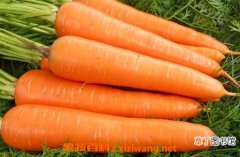 【功效】胡萝卜的功效与作用 胡萝卜有哪些营养价值