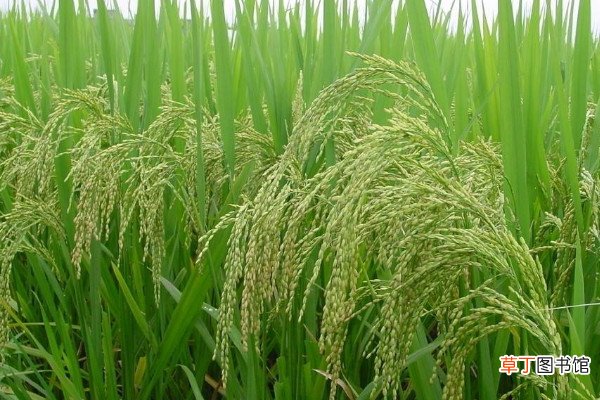【种植】水稻种植技术与管理