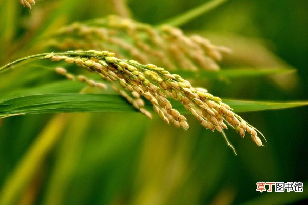【区别】稻谷和小麦有什么区别