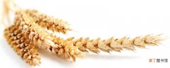 【种植】小麦的种植与管理技术