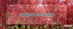 【树】红枫树苗的栽种时间