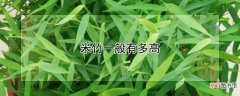 【花卉大全】米竹的高度
