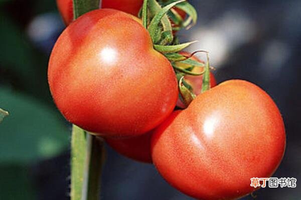 【西红柿】西红柿秧叶打卷怎么办