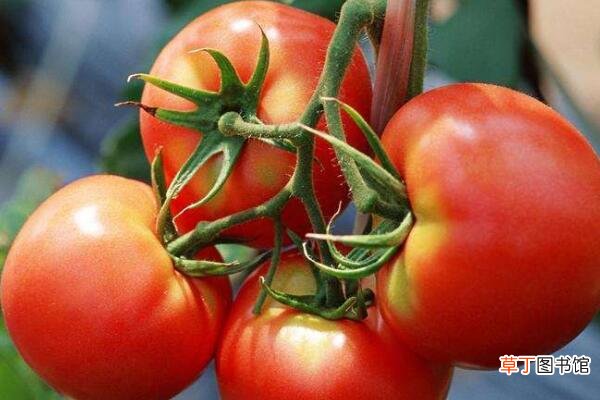 【开花】西红柿开花期如何施肥
