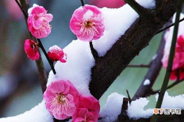 【冬季】红梅花冬季如何养殖
