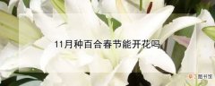 【春节】11月种百合春节能不能开花
