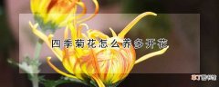 【多】四季菊花如何养多开花