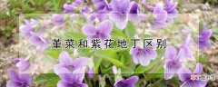 【紫花地丁】堇菜和紫花地丁有什么不同