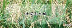 【种植】水稻如何种植