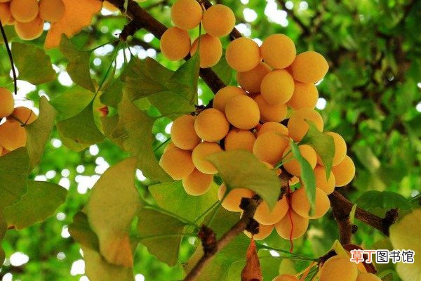 【杏】银杏的果子能吃吗