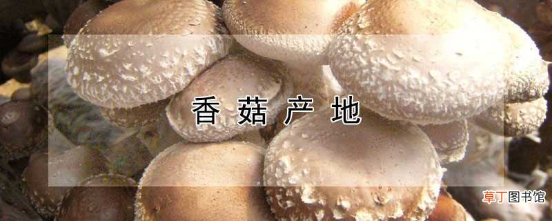 【香菇】香菇产自哪里