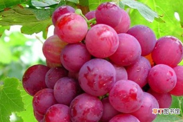 【品种】热销葡萄品种