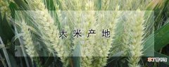 【花卉大全】大米产自哪里