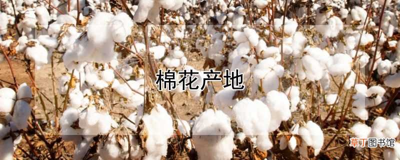 【棉花】棉花产自哪里