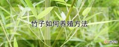 【养殖方法】竹子的养殖方法