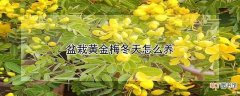 【冬天】盆栽黄金梅冬天如何养