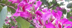 【花】紫荆花可以种在院子里吗