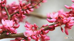【花】紫荆花特征
