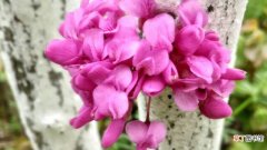 【花】紫荆花怎么种