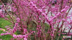【花】紫荆花的扦插方法和注意事项