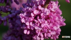 【花】紫荆花的播种方法