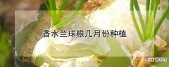 【种植】香水兰球根什么时候种植