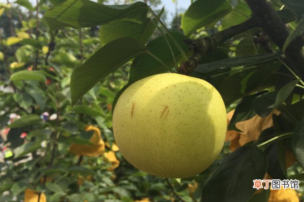 【品种】目前最甜的梨新品种