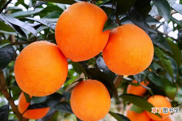 【热性】甜橙是热性还是凉性