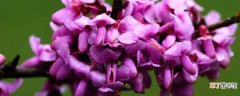 【花】紫荆花有香味吗