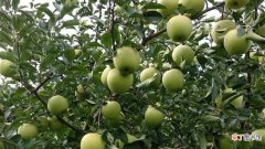 【品种】黄皮苹果品种介绍