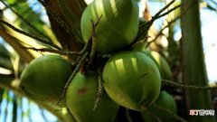 【播种】椰子怎么传播种子