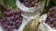 【品种】葡萄有什么品种