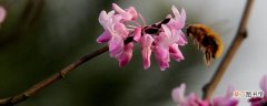 【花】紫荆花种子可以种吗
