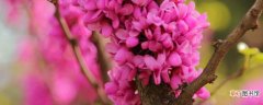 【花】紫荆花盆栽注意什么