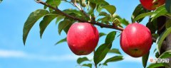 【苹果】盆栽苹果树冬天怎么办
