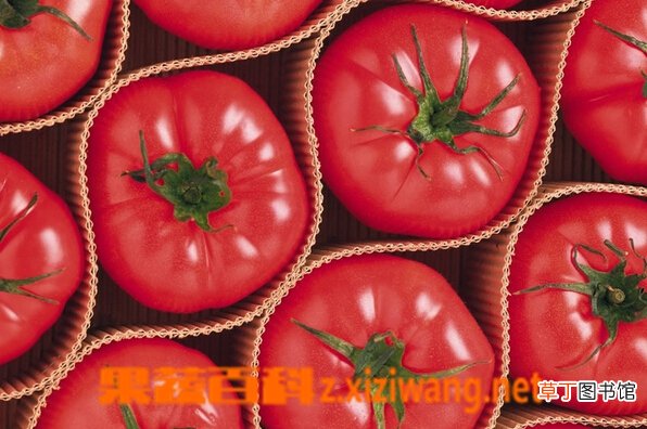 【营养】西红柿的营养价值及食用方法