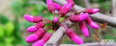 【花】紫荆花为什么长在树干上