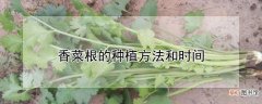 【香菜】香菜根的种植方法和时间