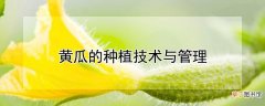 【种植】黄瓜的种植技术与管理