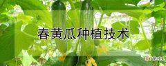 【种植】春黄瓜种植技术