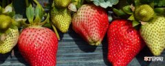 【品种】牛奶草莓是什么品种
