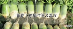 【种植】青萝卜种植时间及温度
